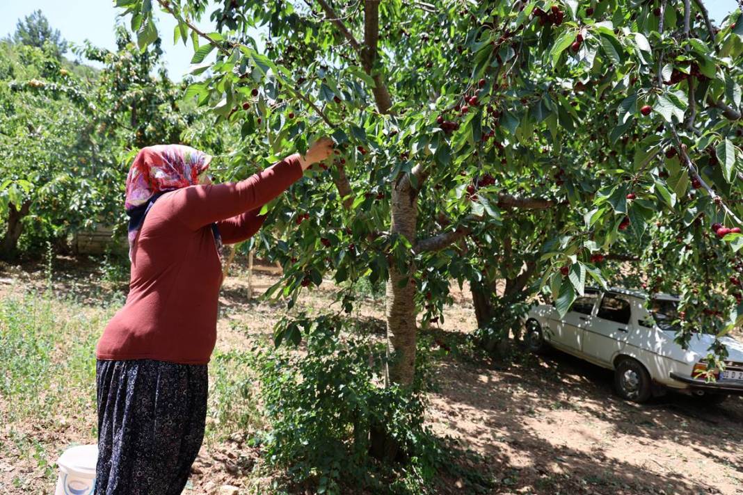 O kentin kirazını almak için Avrupa ülkeleri sıraya girdi! İç pazarda yok denecek kadar, en çok yurt dışına gönderiliyor 7